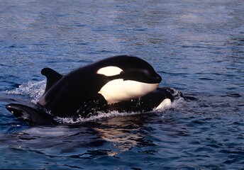 Wall Mural - killer whale, orcinus orca, adult with head at surface