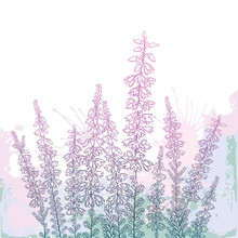 Field With Outline Heather Or Calluna Flower With Bud And Leaves In Pastel Pink On The White Background. 