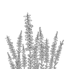 field with outline heather or calluna flower with bud and leaves in black isolated on white backgrou
