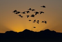 Cape Cormorant, Phalacrocorax Capensis, Group In Flight At Sunset, Seal Island In False Bay, South Africa