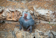 Sitting Male Baboon On A Rock.