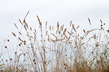Naklejka na meble Plantas campo en verano