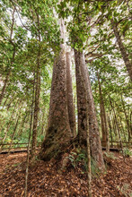 Giant Kauri Trees The Four Sisters In Waipoua Forest