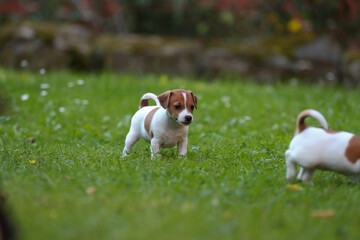 Jack Russel Terrier Welpen auf einer Wiese