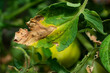 Manifestations of late blight on tomato leaves. Fungal disease of tomatoes.