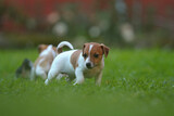 Fototapeta Psy - Jack Russel Terrier Welpen auf einer Wiese