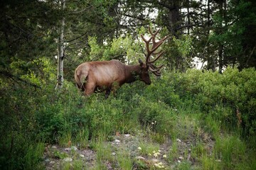 elk in yellowstone national park