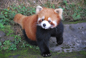 Red Panda (Firefox) at Chongqing Zoo, China - December 2018