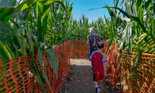 Entrance To Autumn Halloween Corn Maze Labyrinth Father Son