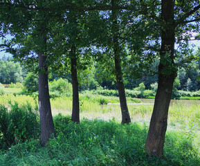 Wall Mural - trees in the forest