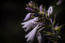 Bee On Purple Hosta Flower
