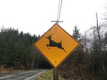 Deer Buck Crossing Warning Sign 