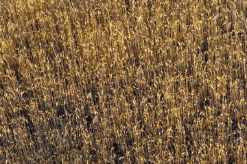 golden wheat field in the rays of the setting or dawn sun