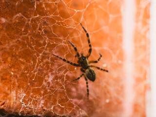 spider on a web