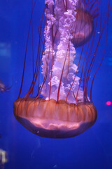 Wall Mural - Purple jelly fish in big blue aquarium