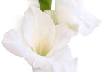 Fototapeta Tulipany - Close-up of a flower on a stem of beautiful gladioli on a white background