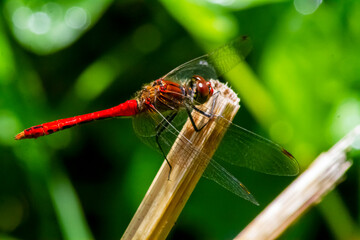 Wall Mural - dragonfly on a leaf