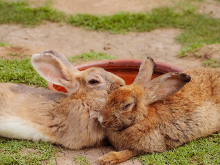 Cute brown rabbit fluffy farm animal two sleeping rabbit couple, Little bunny, easter bunny.