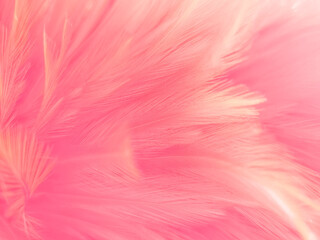 Beautiful abstract white and pink feathers on white background and soft white feather texture on pink pattern and pink background, feather background, pink banners