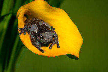 Wall Mural - Trachycephalus resinifictrix (Harlequin frog) is sitting on a branch of a tree.