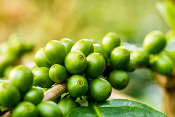 Wall Mural - Macro view of green arabica coffee berries growing on its tree