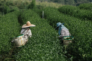 Asian group farmer working in the lush fields of a terraced farm.