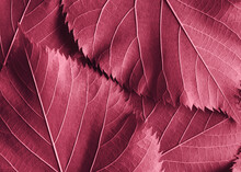 Macro Red Leaves, Texture Background