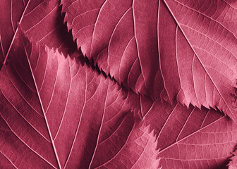 Macro red leaves, texture background