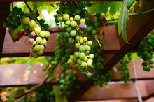 Unripe Grapes Hanging From The Roof Of The Openwork Garden Arbor