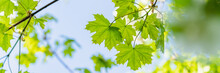 Large Green Leaves On Tree Branches, View From Below, Selective Focus, Blurry Background