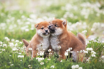 Two funny and happy red shiba inu puppies sitting in the green grass and white flowers in summer. Cute japanese red dogs