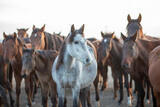 Fototapeta Panele - Horses, Kayseri, Turkey