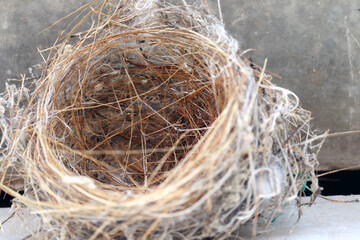 closeup of Sparrows bird nest