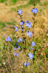 Canvas Print - Blue flowers of common chicory (Cichorium intybus) on a meadow