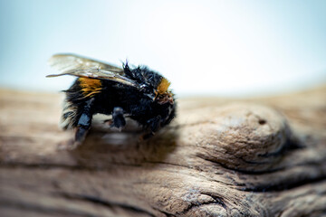 Wall Mural - close up of a bee, nacka , stockholm, sweden