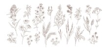 Collection Of Different Medical Herbs, Treatment Plant, Meadow Flowers In Detailed Realistic Style. Set Of Hand Drawn Outline Botanical Wildflowers Vector Illustration Isolated On White Background