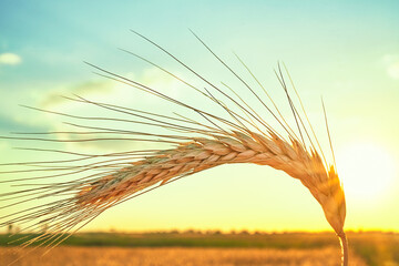 Wheat field. Ears of golden wheat close up. Beautiful Nature Sunset Landscape.