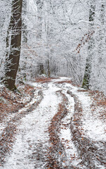 Wall Mural - Nice winter scene covered with snow