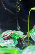 phantasmal poison frog, prostherapis tricolor amphibian photography.