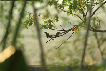 Two Rainbow Bee-eater sitting on the tree branch in the morning with sunlight