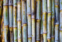 Bundle Of Sugarcane Plant Just Harvested 