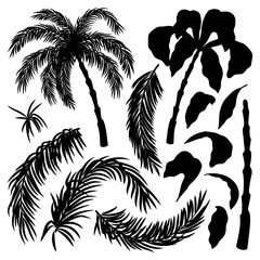 Wall Mural - Set with palm leaves and palms on white background.