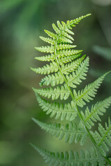 fern leaf in the forest