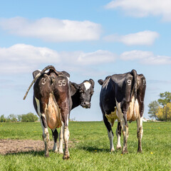 Two cows walking away in the green field, seen from behind, stroll towards the horizon. Cheeky cow looking backwards with turned head, showing its udders under a blue sky.