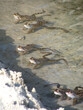 Mnóstwo żab na piaszczystym brzegu jeziora 