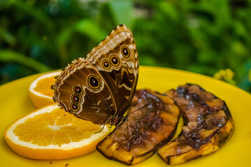 Wall Mural - Morpho peleides butterfly eating some fruit, the Peleides blue morpho, common morpho or the emperor