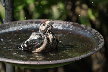 Juvenile Great Spottet Woodpecker Bathing In A Round Birdbath With Water Spray In The Air
