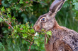 Close-up side view of a hare eating leafs from a twig