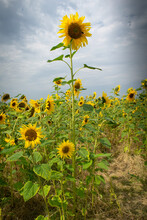 Tall Sunflower In A Field Of Short Sunflowers. Success Concept.