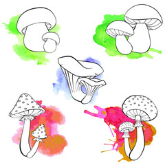 Wall Mural - Set of different mushrooms. Fresh forest plants collection. Amanita, Fly agaric, chanterelles, boletus. Hand drawing vector illustration in black outline.